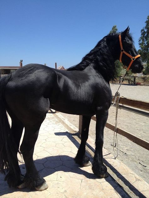 Percheron Horses, Horse Riding Aesthetic, Equestrian Aesthetic, Horse Aesthetic, Black Horses, Image Background, Most Beautiful Horses, Friesian Horse, Wallpapers Images