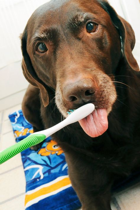 dog-dental-health-2 Homemade Toothpaste, Brush Teeth, Coconut Oil For Dogs, Dog Wellness, Dog Dental Care, Dog Dental, Dental Teeth, Dog Brushing, Best Dog Food