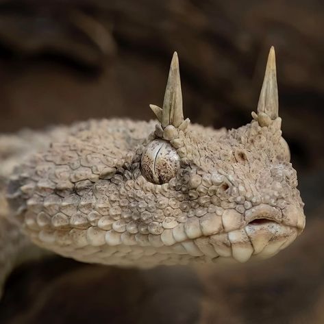 Desert horned viper. Photo: Mark Kostich. Horned Viper, Desert Lizards, Horned Lizard, Viper Snake, Becoming A Tattoo Artist, Pretty Snakes, Photography Inspiration Nature, Beast Creature, Cute Reptiles