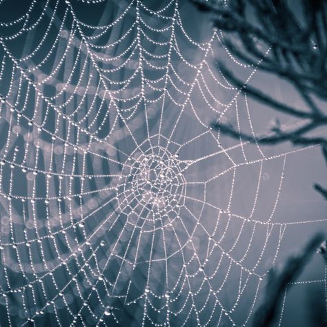 Spider web by ilary1989 Weaver Aesthetic, Drow Aesthetic, Alien Blues, Spider Aesthetic, Rain Collector, Half Drow, Arcane Trickster, Fur Elise, Dnd Oc