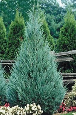 Juniper/ Wichita Blue 15-20 4 - 6 Wichita Blue Juniper, Types Of Evergreen Trees, Rocky Mountain Juniper, Blue Juniper, Yard Trees, Landscape Renovation, Conifers Garden, Porch Landscaping, Privacy Trees