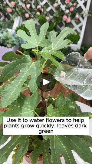 1M views · 8.6K reactions | Good tips for using garlic and wine to take care of plants #gardeninggoals #gardeningistherapy #gardeningtips #gardeninglife #gardening_love #gardeninguk #gardening101 #gardeningtools #gardeningislife #gardeningtherapy #gardeningknowhow #gardeningseason #gardeningismytherapy #gardeningmakesmehappy #gardeningaustraliamag #gardeningday #gardeningideas #gardeningphoto | Gardening Lover | Gardening Lover · Original audio Garlic Water For Plants, Water Benefits, Gardening 101, Water Flowers, Take Care, Growing Plants, Cactus Plants, Plant Care, Garden Tools