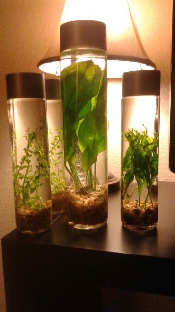 Voss water bottle ECOjars Voss Glass Water Bottles Diy, Repurposing Water Bottles, Voss Water Bottles Diy, Water Bottle Upcycle Ideas, Voss Water Bottle, Voss Water, Tanaman Air, Water Bottle Crafts, Indoor Water Garden