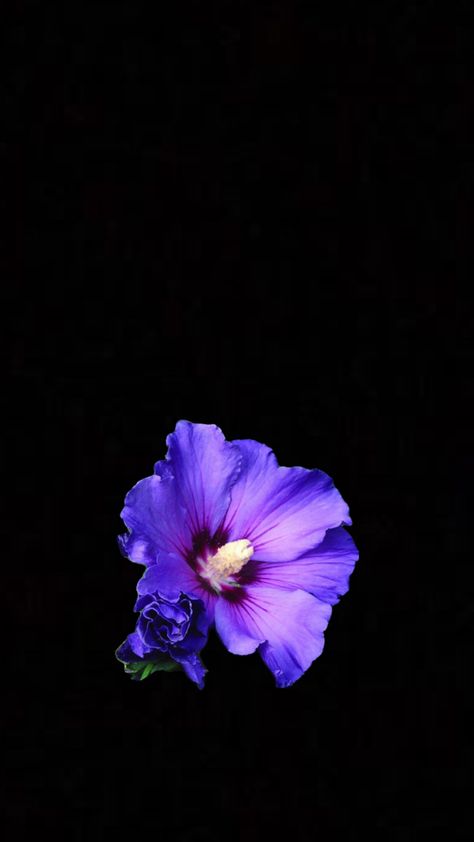 Purple Flower Black Background, Dark Purple Flowers Wallpaper, Flower Purple Wallpaper, Flower Wallpaper Purple, Purple Hibiscus Flower, Flower Widget, Flower Black Background, Flower Lockscreen, Flowers Black Background