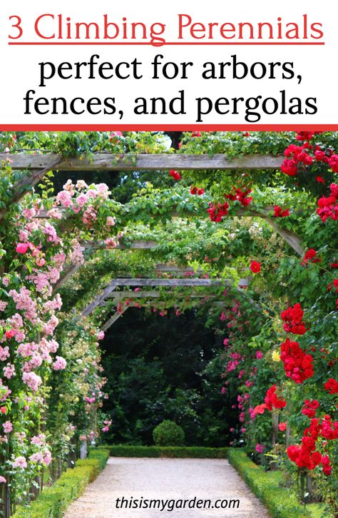 Plants For Pergolas Climbing Vines, Garden Arch Ideas Climbing Flowers, Plant Pergola Ideas, Wisteria Trellis Ideas Backyards, Growing Wisteria Trellis, Where To Plant Wisteria, Clematis Arbor, Rose Covered Pergola, Garden Arbor Ideas Climbing Flowers