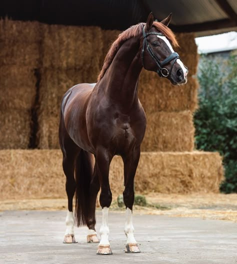 Horse Motivation, Kwpn Horse, Kathiyawadi Horse, Horse Colours, Chestnut Horses, Different Horse Breeds, Dutch Warmblood, Horse Poses, Warmblood Horses