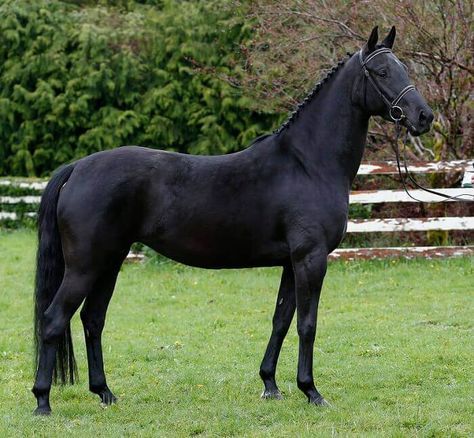 Female Horse Names – The 500 Most Popular Names for Fillies and Mares | PetPress Black Dutch Warmblood, Female Horse Names, Unique Horses, Female Horse, Dutch Warmblood, Mare Horse, Warmblood Horses, Dream Horse, Black Horses