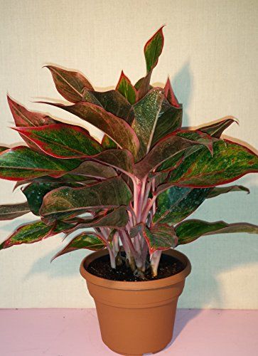 Aglaonema house plants care tips. Many aglaonema varieties are easy and popular indoor potted plants. Common sense Aglaonema plant care guide from an interior landscape professional... Aglonema Plant Variety, Plants Care Tips, Aglaonema Varieties, Chinese Evergreen Plant, Common House Plants, Low Light House Plants, Snake Plant Care, Easy House Plants, Plants Care