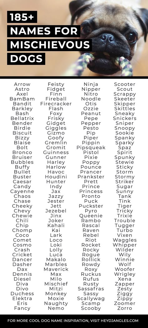 Funny Names For Dogs, Names For Chickens, Adopt Me Pet Names, Tattoo For Finger, Cool Dog Names, Wolf Names, Animal Name Ideas, Names For Animals, Funny Dog Names