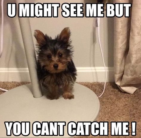 15 Best Yorkshire Terrier Memes to Set the Mood | The Dogman Yorkshire Terrier Funny, Yorkie Terrier, Pet Memes, Yorkie Poo, Funny Dog Memes, Yorkie Dogs, Yorkie Puppy, Cute Dogs And Puppies, Love Pet