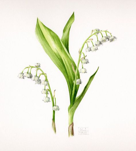 Gael Sellwood, Lily Of The Valley Drawing, Valley Drawing, Lily Of The Valley Tattoo, Valley Tattoo, Drawing Aesthetic, Lily Of The Valley Flowers, History Art, Botanical Painting