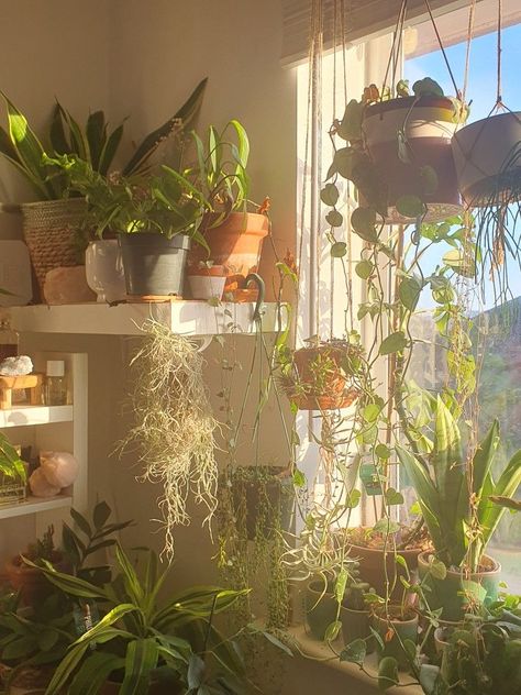 Room Window Aesthetic, Houseplant Room, Hippie Apartment Aesthetic, Sun Bedroom, Hippie Apartment, Plant Bedroom Aesthetic, Plant Room Aesthetic, Plant Mom Aesthetic, Home Decor Apartment