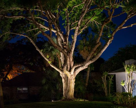 Tree Uplighting, Outdoor Tree Lighting, Land Development, Driveway Lighting, Plant House, Lights Ideas, Live Oak Trees, Outdoor Trees, Yard Lights