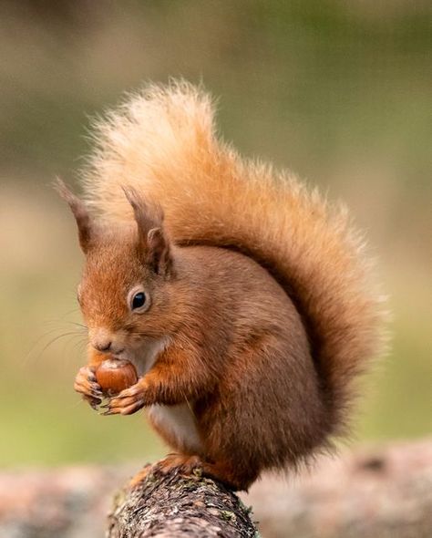 Eating Acorns, Squirrel With Nut, Coloring Wall, Woodland Trust, Red Squirrels, Window Paint, Woodland Winter, Woodland Cottage, Bear Cabin