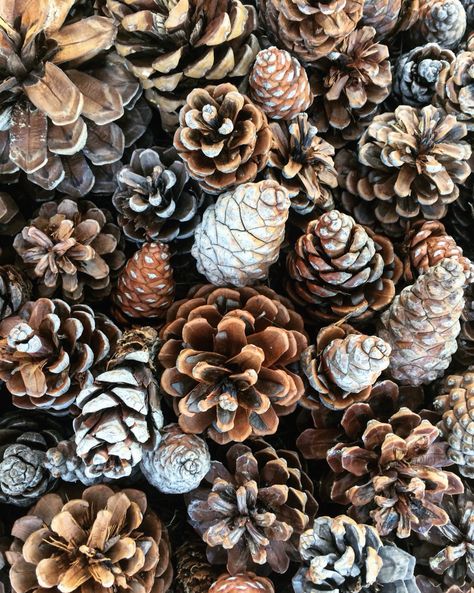 Pinecone Wallpaper, Pine Cone Aesthetic, Acorn Reference Photo, Winter Pinecones Wallpaper, Pinecone Photo, Table Top Photography, Iphone Wallpaper Texture, Wallpaper Crafts, Nature School