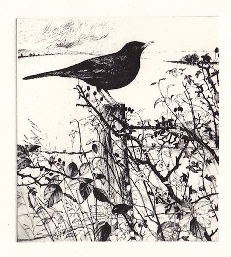 Blackbird Art, September Song, Dry Point, Drypoint Etching, Nature Sketch, Printmaking Art, Art Folder, Bird Artwork, Ink Wash