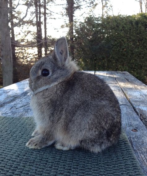 Wild Baby Rabbits, Tiny Baby Animals, Baby Rabbits, Group Of Cats, Wild Rabbit, Cute Bunny Pictures, Wild Baby, Cute Reptiles