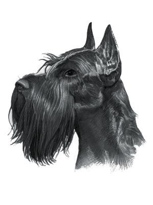 Giant Schnauzer Drawing, Schnauzer Drawing, Schnauzer Breed, Schnauzer Grooming, Smartest Dogs, Schnauzer Art, Giant Schnauzer, Schnauzer Dog, Schnauzer Dogs