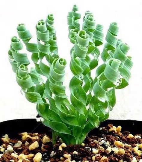 Albuca Concordiana, Albuca Spiralis, Succulent Leaves, Leaves Falling, Weird Plants, Succulent Gardening, Unusual Plants, Rare Succulents, Unique Plants