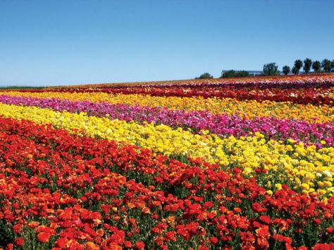 Carlsbad flower fields Fields Flowers, California Farm, Carlsbad Flower Fields, Carlsbad California, Ranunculus Flowers, Better Homes And Garden, Flower Images, Flower Field, Beautiful Gardens