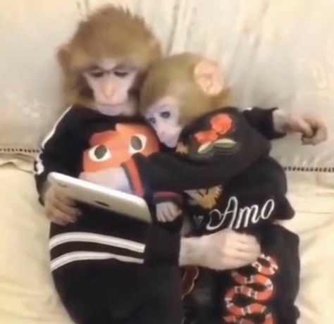 Monkey Pictures, A Monkey, Monkeys Funny, Cute Monkey, Mia 3, Cute Memes, Wholesome Memes, What’s Going On, Monkeys