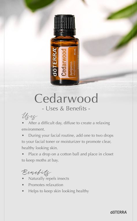 Cedarwood encourages tranquility and can help you relax at the end of the day. Popularly used in the perfume and skincare products, Cedarwood soothes the skin and calms the mind. It’s also a natural bug repellent. Discover more ways to use this essential oil. Doterra Cedarwood Uses, Cedarwood Essential Oil Uses, Doterra Cedarwood, Cedar Essential Oil, Terra Essential Oils, Doterra Oil, Natural Bug Repellent, Doterra Essential Oils Recipes, Oil Remedies