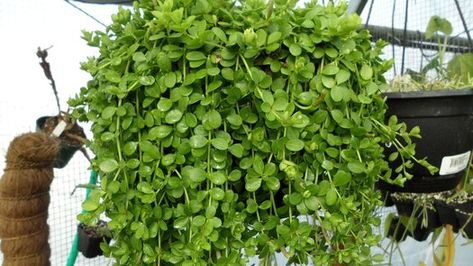 Peperomia hoffmannii| Peperomia Hoffmannii, Cat Safe House Plants, Safe House Plants, Broadleaf Evergreen, Terrarium Plant, Plant Goals, Safe House, Plant Wishlist, Crazy Plant Lady