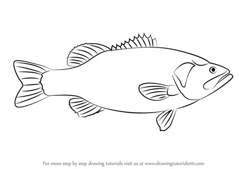 Learn How to Draw a Largemouth Bass (Fishes) Step by Step : Drawing Tutorials Grouper Fish, Fish Sketch, Sea Drawing, Fish Silhouette, Fish Drawing, Fish Coloring Page, Nature Art Drawings, Learn Drawing, Pencil Drawings Easy