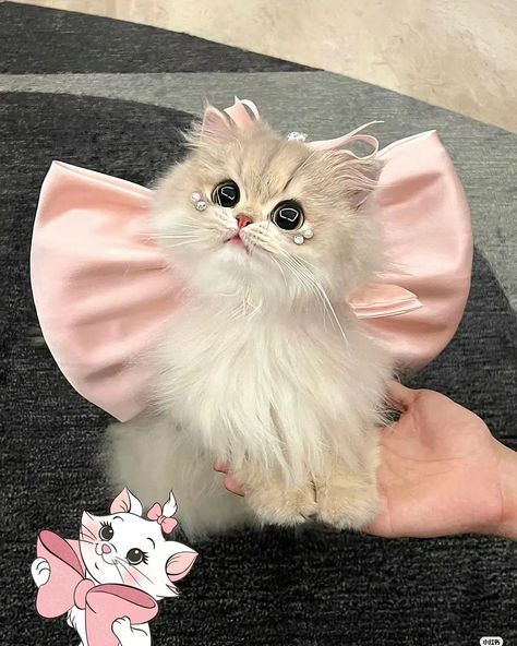 Meaw Cat (@meawcat_) • Instagram photos and videos Anak Haiwan, Kitten Collars, Image Chat, Cute Little Kittens, Gorgeous Cats, Cute Cats Photos, Cat Makeup, Little Kittens, Funny Cat Memes