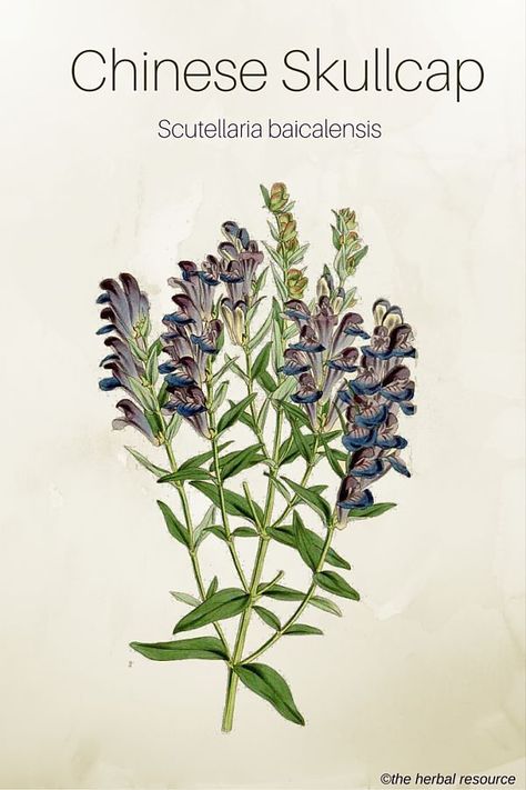 Chinese Skullcap Herb (Scutellaria baicalensis) Herbal Monographs, Skullcap Herb, Medical Plants, Witch Herbs, Medical Herbs, Herbs And Plants, Herbal Plants, Herbs Plants, Plant Medicine