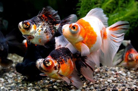 Omg they're so cute! ~ Kenzie Telescope Eye Goldfish, Butterfly Telescope Goldfish, Telescope Goldfish, Comet Goldfish, Goldfish Types, Oranda Goldfish, Fish Aquarium Decorations, Fancy Goldfish, Goldfish Pond