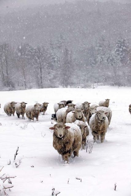 Sheep Paintings, A Snowy Day, Sheep Art, Sheep Farm, Sheep And Lamb, Cute Sheep, Winter Scenery, Snow Scenes, Snowy Day