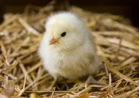 Egg Laying Hens, Hatching Chickens, Baby Chicks Raising, Best Egg Laying Chickens, Raising Chicks, Egg Laying Chickens, Backyard Poultry, Keeping Chickens, Baby Chickens