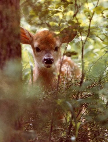 Crunch et Cana Autumn Animals, Woodland Cottage, Owl Photos, Forest Photos, Baby Animals Funny, Walk In The Woods, Baby Deer, Woodland Creatures, Forest Animals