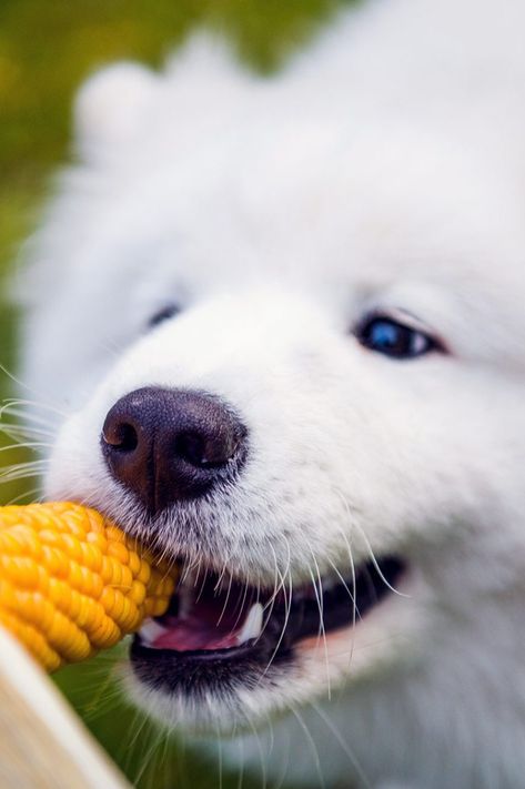 Can your dog enjoy some delicious kernels, or should the only corn dogs be the ones dipped in batter? Can Dogs Eat Corn, High Fiber Snacks, Fiber Snacks, Carrots And Green Beans, Carrot Greens, Corn Casserole, Dog Nutrition, Yes But, Canned Corn