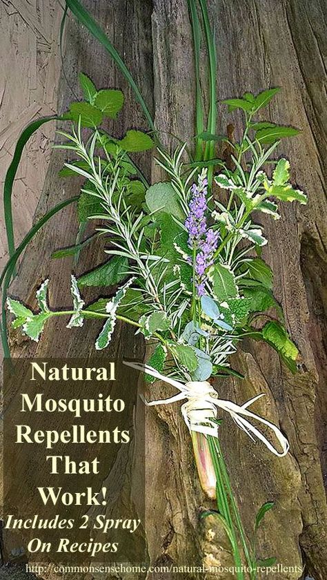 2 Natural Mosquito Repellent Recipes, plus the best herbs for mosquito control, 4 reasons some people get bit more than others and tips to get rid of mosquitoes. Plants That Repel Mosquitoes, Natural Mosquito Repellent, Mosquito Spray, Natural Mosquito Repellant, Best Pest Control, Mosquito Repelling Plants, Mosquito Control, Natural Pest Control, Insect Control