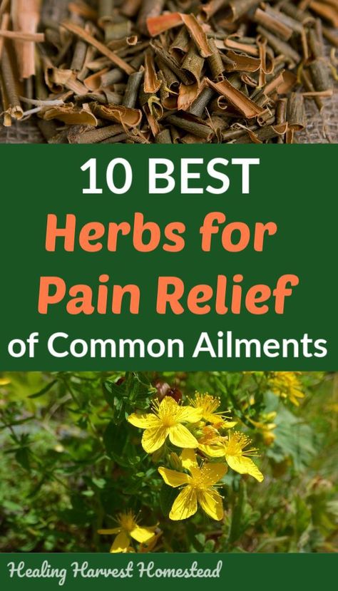 NOTE: This is an edited article from its original version, and is all about herbs that help with inflammation and the pain response in the body in a variety of ways. If you want to know about helpful herbs for general and common pains of headache, aching joints, muscles, etc. that we all suffer with Herbs For Pain Relief, Natural Healing Remedies, Diy Remedies, Cold Home Remedies, Natural Pain Relief, Natural Therapy, Natural Health Remedies, Natural Home Remedies, Natural Home