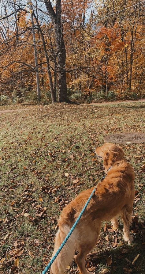 Fall Golden Retriever, Golden Retriever Fall, Dog Adventure, Autumn Aesthetic, Girl Falling, Cute Animal Drawings, Dog Walking, Cute Little Animals, Book Of Life