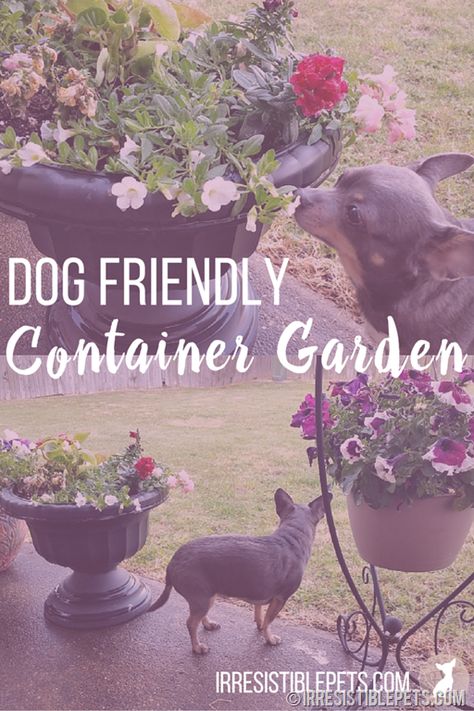 Dog Friendly Container Garden by IrresistiblePets.com Dog Friendly Plants, Dog Friendly Garden, Spoiled Pets, Pet Tips, Pet Blog, Garden Containers, Small Space Gardening, Container Garden, Pet Hacks