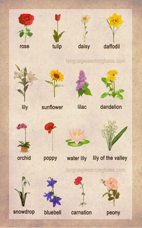 Flowers Vocabulary Word List - learn English,vocabulary,english,flowers,plants Flowers Vocabulary, Flowers Labelled, Words For Flowers, Flowers Words, Flowers Name, Flowers Name List, English Flowers, Flower Words, List Of Flowers