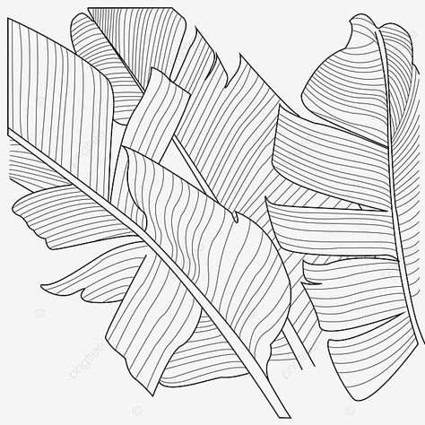 Banana Leaf Sketch, Banana Leaf Vector, Banana Leaf Drawing, Leaf Shading, Banana Drawing, Drawing Leaf, Wing Drawing, Leaves Sketch, Leaf Outline