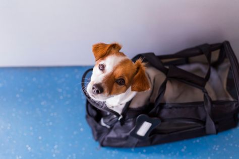 A Look At Therapy Pet Rules by Airline Cute Small Dogs, Flying Dog, Emotional Support Animal, Crate Training, Dog Parents, Dog Travel, Service Animal, Allegiant, American Airlines