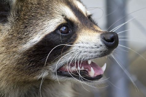 racoons | Recent Photos The Commons Getty Collection Galleries World Map App ... Raccoon Side Profile, Raccoon Fursona, Raccoon Teeth, Racoon Illustration, Raccoon Drawing, Raccoon Art, Tattoo Nature, Pet Raccoon, Raccoon Dog