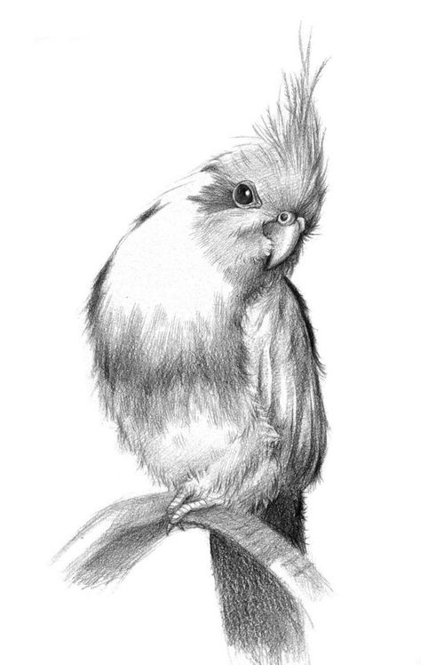 Bird Pencil Drawing, Drawing Bts, Realistic Animal Drawings, Cool Drawing, Seni Pop, Realistic Sketch, Pencil Drawings Of Animals, Bird Sketch, Animal Drawings Sketches