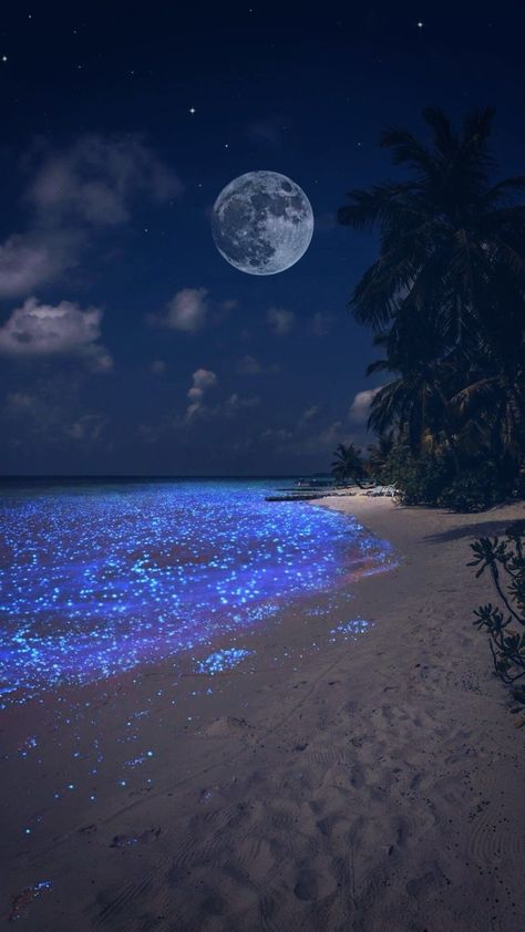 Sea Of Stars Maldives Aesthetic, Inci Core, Bioluminescence Water, Blue Tears, Night Ocean, Photos Of Nature, International Photography Awards, Ocean At Night, Sea Of Stars