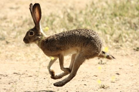 Hare Pictures, Rabbit Jumping, Tattoo Nature, Wild Animals Photography, Rabbit Pictures, Animal Study, Jack Rabbit, Rabbit Art, Animal Photo