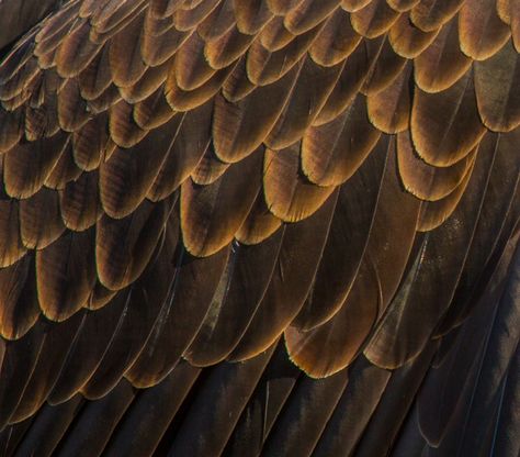 https://flic.kr/p/rpqwZH | Eagle Feathers Owl Wings, Owl Feather, Website Design Wordpress, Eagle Feathers, Eagle Wings, Brown Bird, Golden Eagle, Wordpress Website Design, Cool Poses