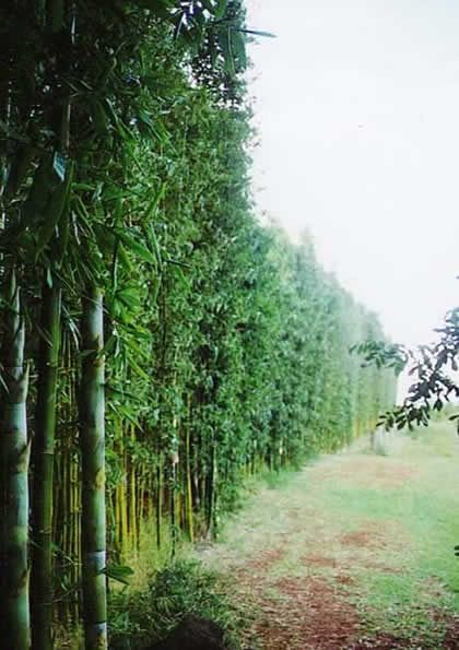 Giant Timber windbreak Clumping Bamboo, Split Rail Fence, Working Farm, Garden Privacy, Privacy Fences, Bamboo Design, Earthship, Garden Trees, Fence Design