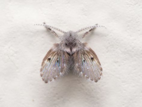 Moth Fly, Moth Species, Insect Species, Cool Insects, Cat Anatomy, Magical Thinking, Moth Art, Flying Insects, A Bug's Life