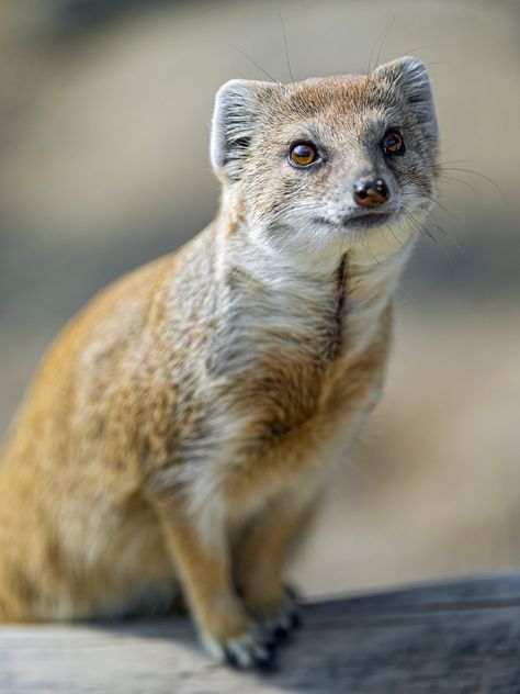 Posing yellow mongoose by Tambako the Jaguar Mongoose Animal, Freckles And Constellations, Animals Of The World, Sweet Animals, Animal Planet, Animals Friends, Beautiful Creatures, Animal Kingdom, Animal Photography